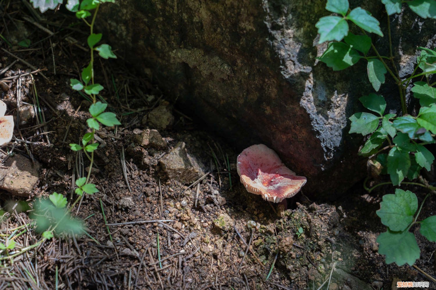 香菜怎么种植容易发芽快 香菜怎么种植容易发芽