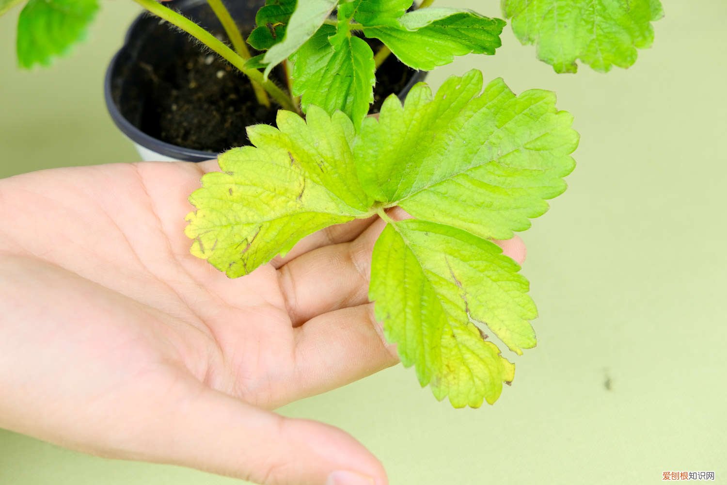 百香果种子种植时间 百香果种子怎么种植