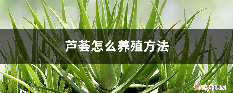 芦荟怎么种养 芦荟怎么养殖方法