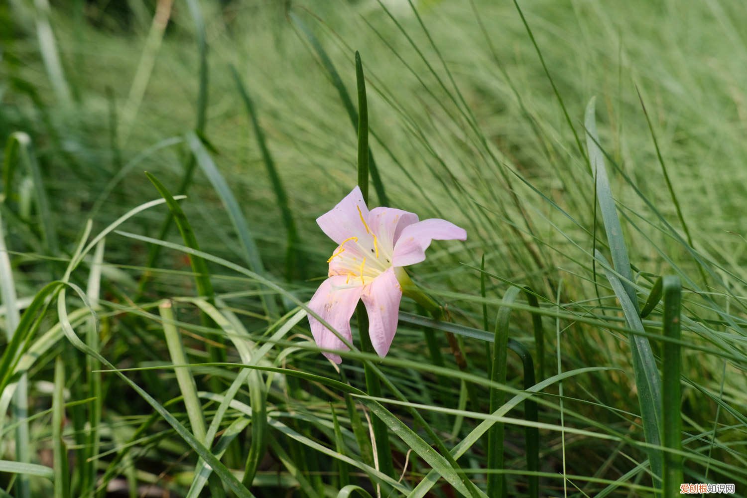 盆栽风雨兰 好一朵美丽的“风雨兰”，家里养一盆，1年就能“花满盆”