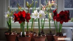 家里养花有虫子用什么方法杀虫 家里花爱招“虫子”，教你一招，不用“打药”也能轻松驱虫