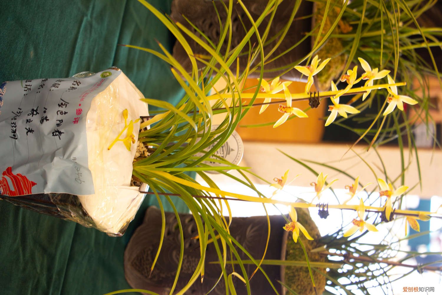 兰花换盆后需要浇水吗 刚换盆的兰花需要浇水吗，怎么浇水