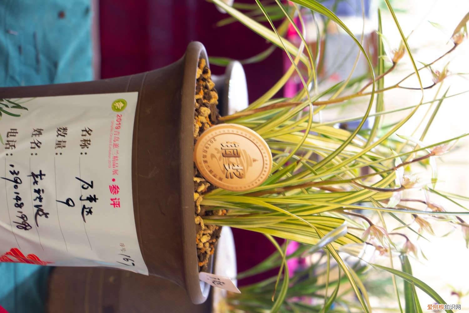 兰花换盆后需要浇水吗 刚换盆的兰花需要浇水吗，怎么浇水