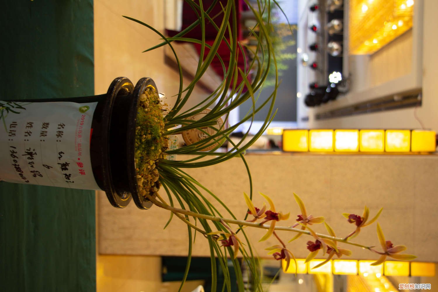 兰花换盆后需要浇水吗 刚换盆的兰花需要浇水吗，怎么浇水