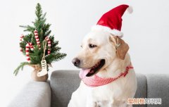 金毛什么时候换毛 金毛4~6个月换毛