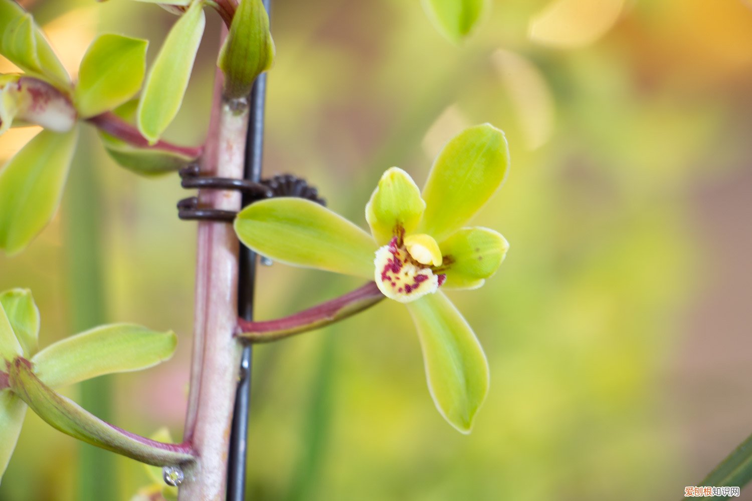 兰花怎么养才能开花花 兰花开花时怎么养,开花时能移盆吗