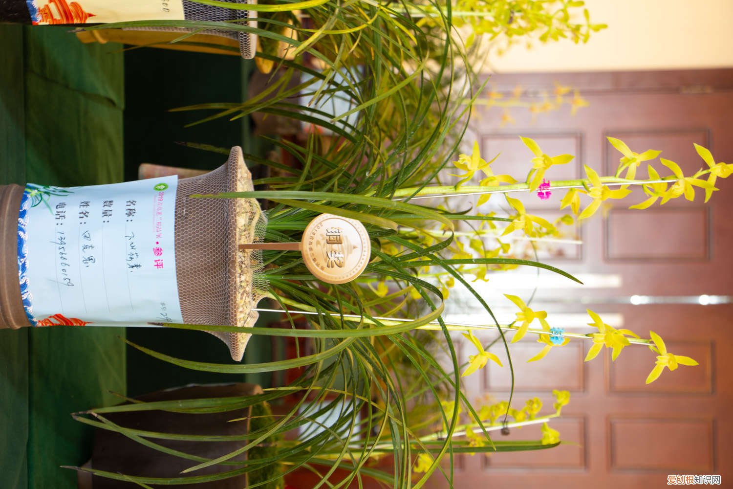 兰花怎么养才能开花花 兰花开花时怎么养,开花时能移盆吗