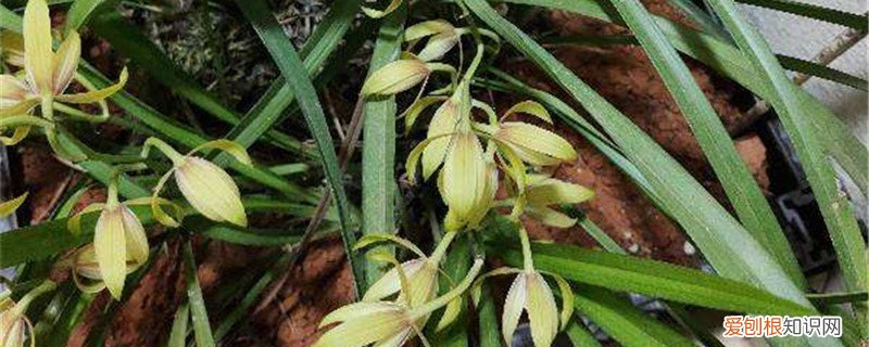 兰花怎么养才能开花花 兰花开花时怎么养,开花时能移盆吗