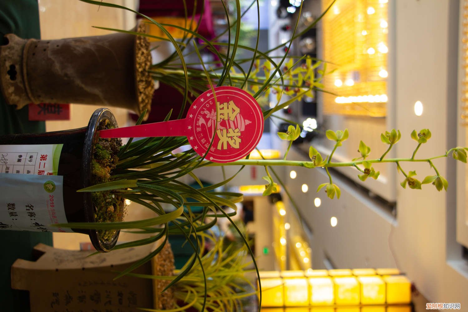 兰花在什么情况下需要分苗 兰花分株最少分成几苗，正确的分株方法介绍