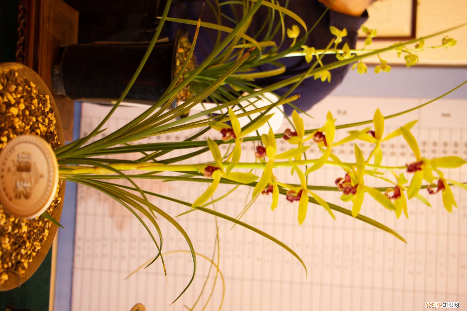 兰花在什么情况下需要分苗 兰花分株最少分成几苗，正确的分株方法介绍