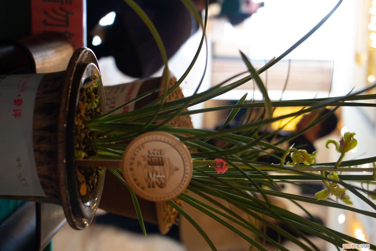 兰花在什么情况下需要分苗 兰花分株最少分成几苗，正确的分株方法介绍