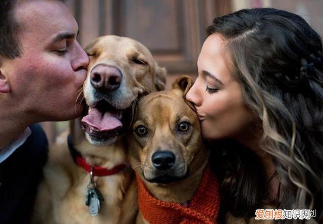 被毒的狗能吃吗，被毒杀的狗，你还敢吃吗？