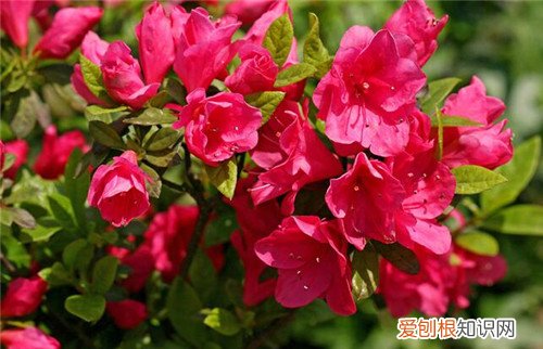 杜鹃花的花语是什么杜鹃花的品种有哪些