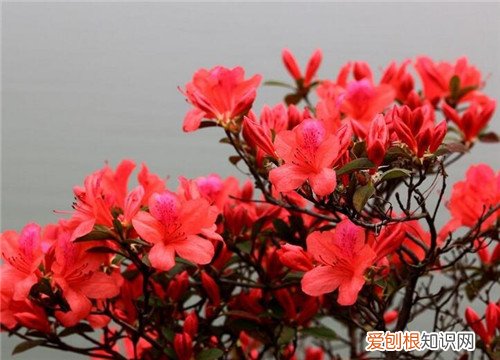 杜鹃花的花语是什么杜鹃花的品种有哪些