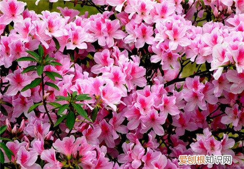 杜鹃花的花语是什么杜鹃花的品种有哪些