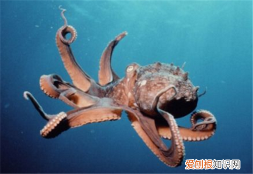 乌贼和章鱼的区别 乌贼和章鱼哪个食用价值高