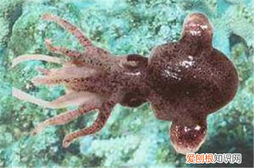 乌贼和章鱼的区别 乌贼和章鱼哪个食用价值高