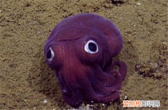 乌贼和章鱼的区别 乌贼和章鱼哪个食用价值高