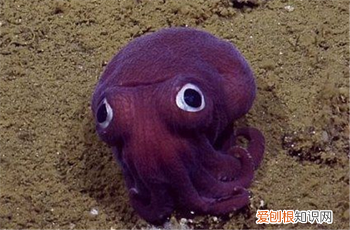 乌贼和章鱼的区别 乌贼和章鱼哪个食用价值高