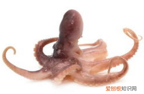 乌贼和章鱼的区别 乌贼和章鱼哪个食用价值高