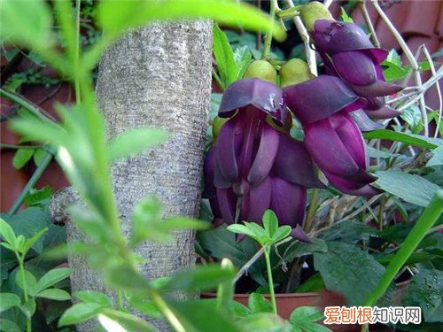 中药红藤的药用价值 红藤能长期吃吗