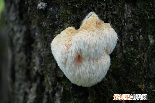 野生猴头菇的功效干的猴头菇怎么做好吃