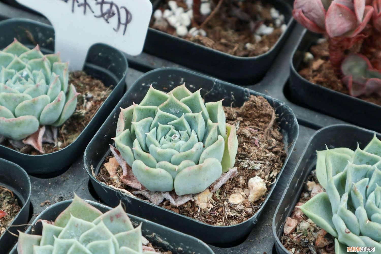 石榴籽能种吗什么季节种 石榴籽能种吗