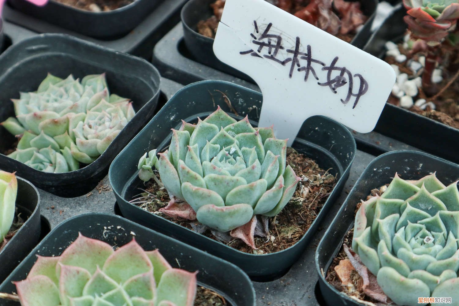 石榴籽能种吗什么季节种 石榴籽能种吗