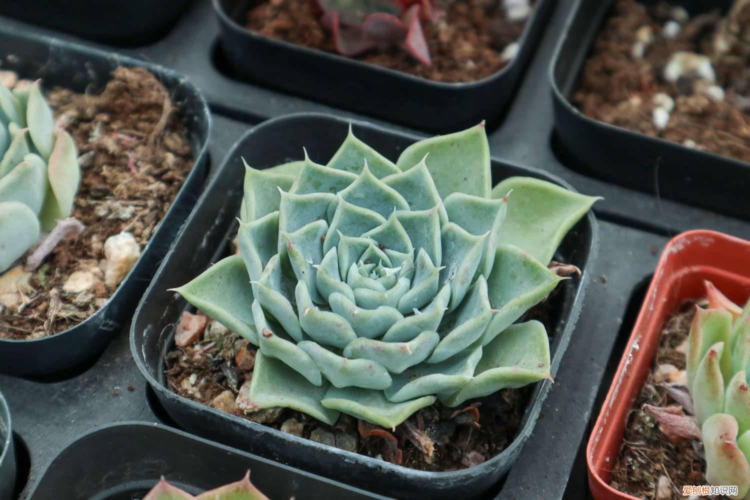 怎样切石榴最方便 怎样切石榴