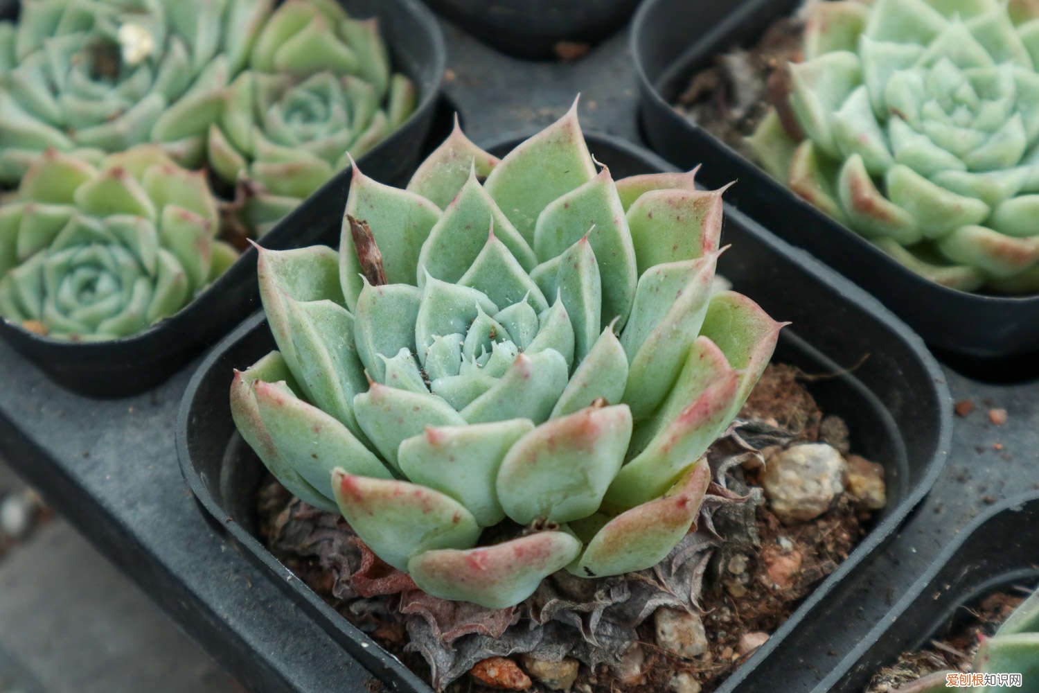 怎样切石榴最方便 怎样切石榴