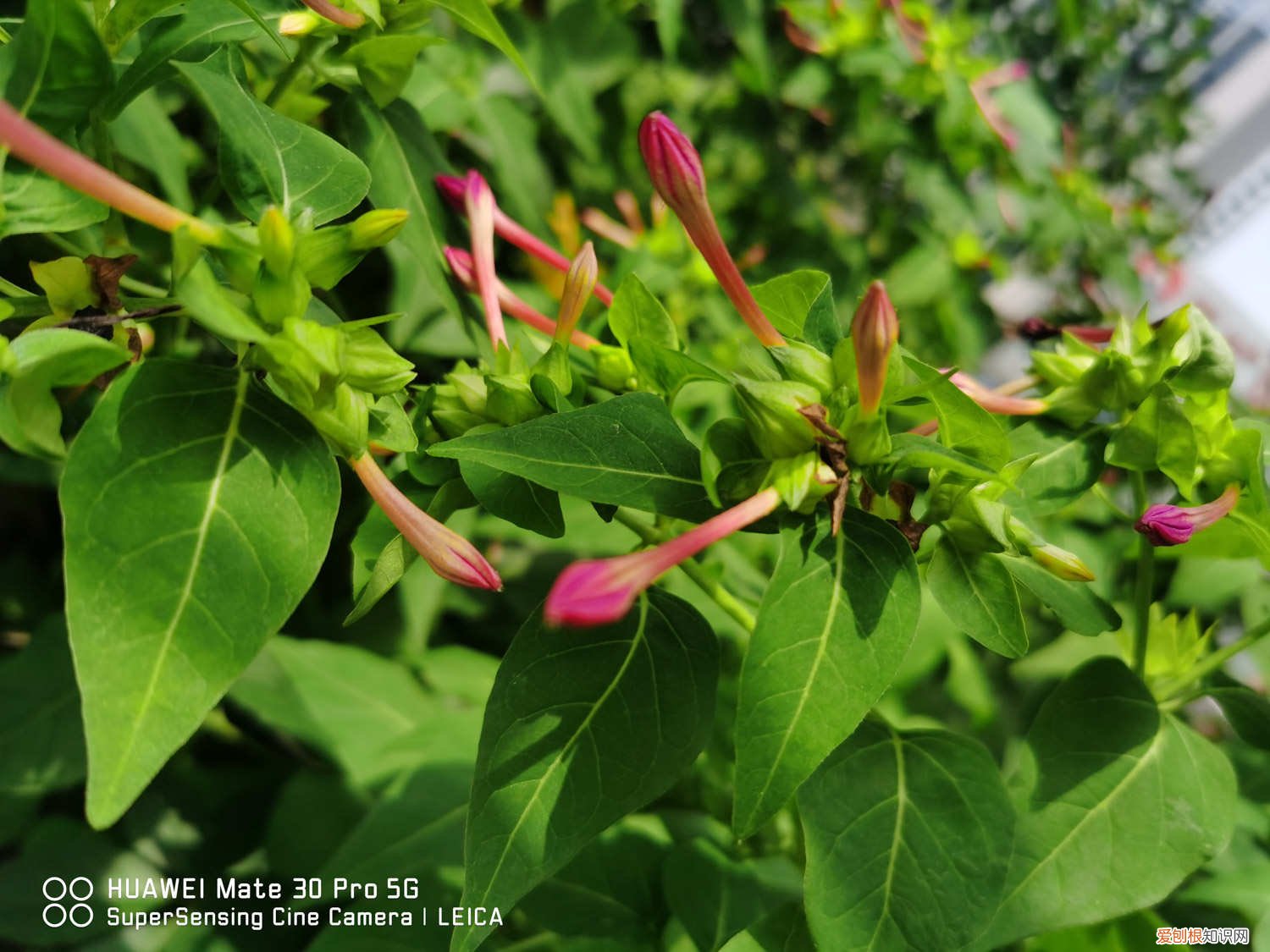 洋葱种子什么时候育苗 洋葱种子什么时候种