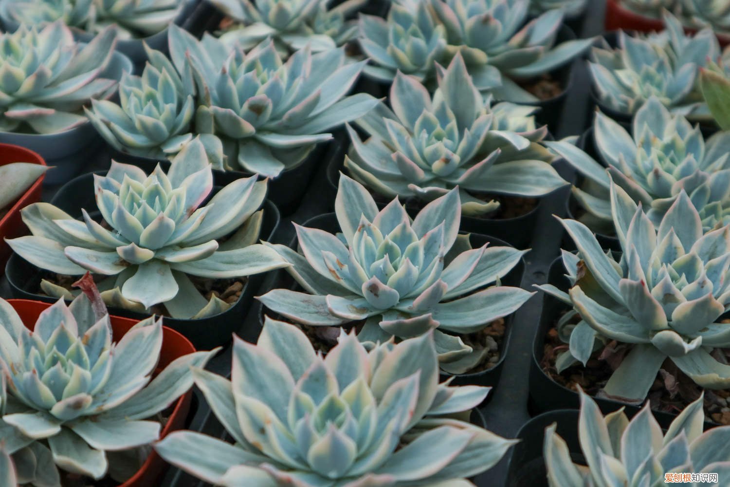 艾叶采摘的最佳时间 野生艾叶采摘最佳时间