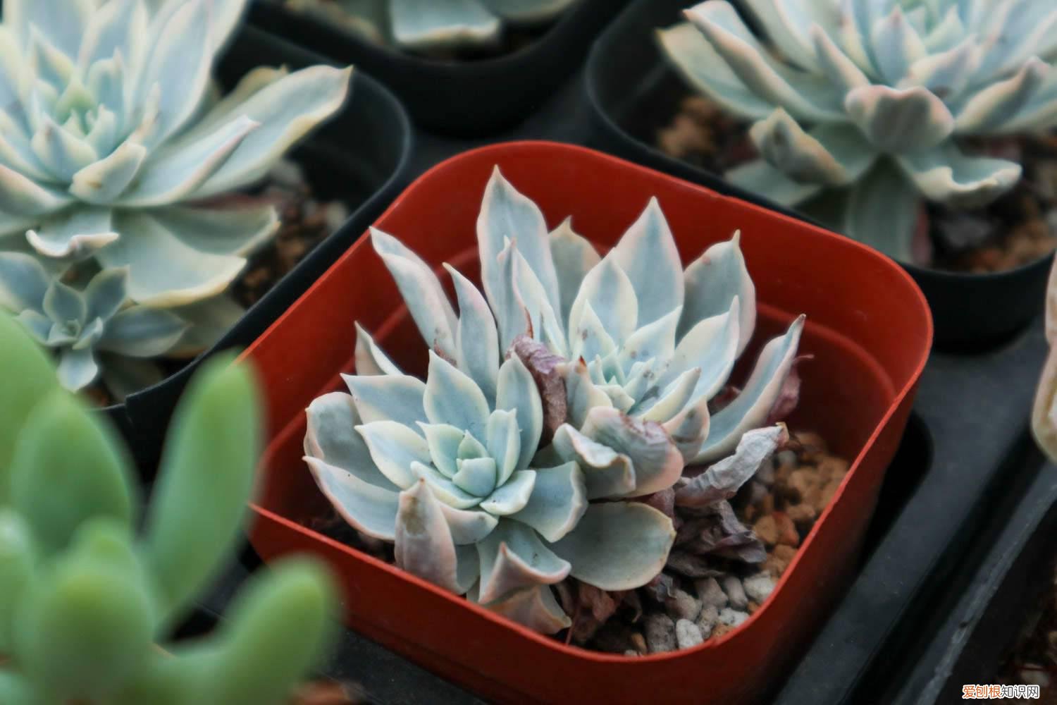 艾叶采摘的最佳时间 野生艾叶采摘最佳时间