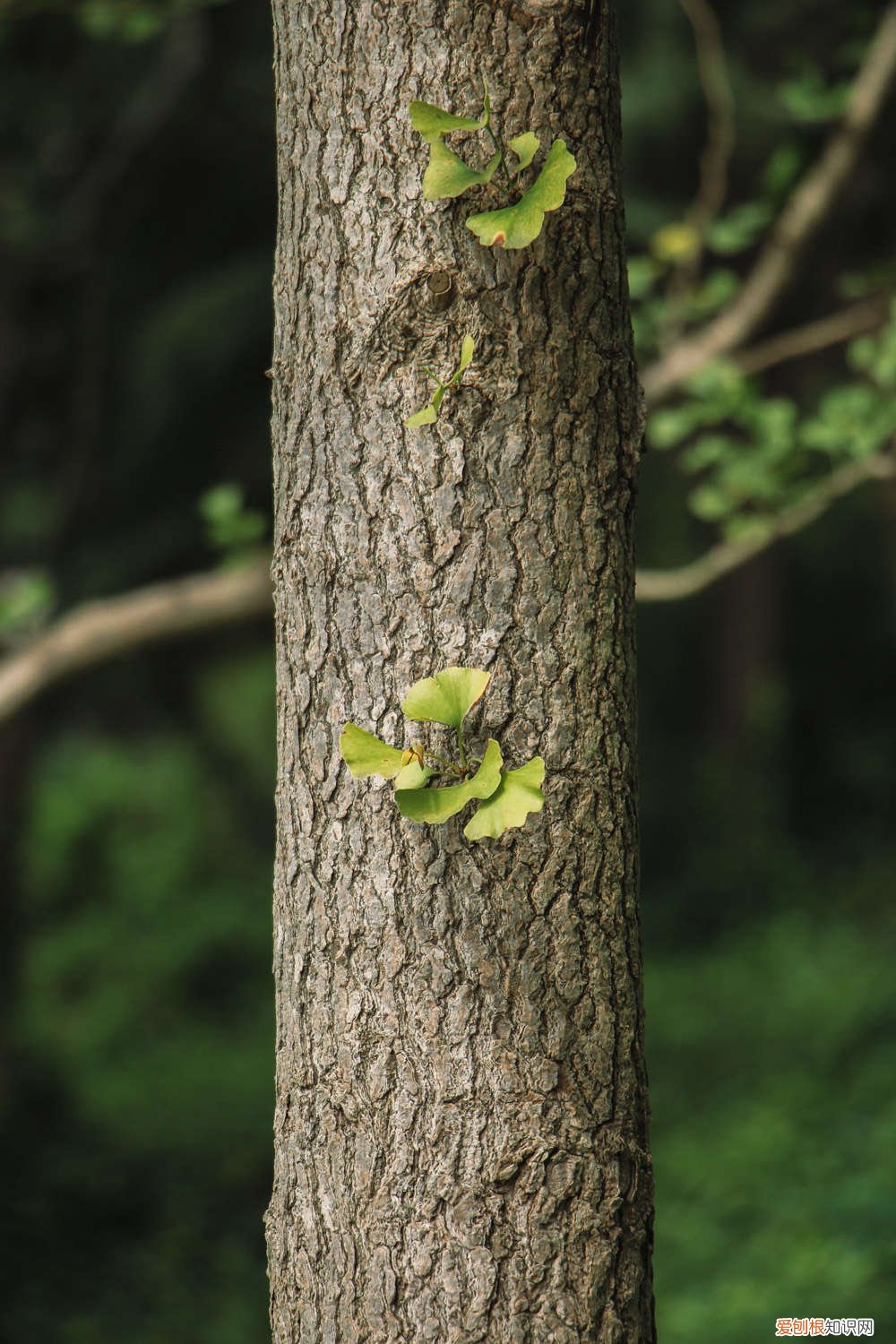 为什么说银杏水杉活化石的理解 为什么说银杏水杉是活化石