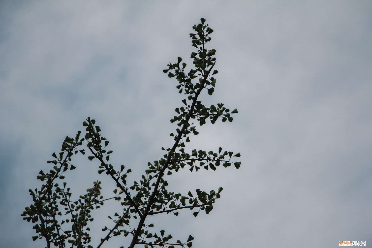 为什么说银杏水杉活化石的理解 为什么说银杏水杉是活化石