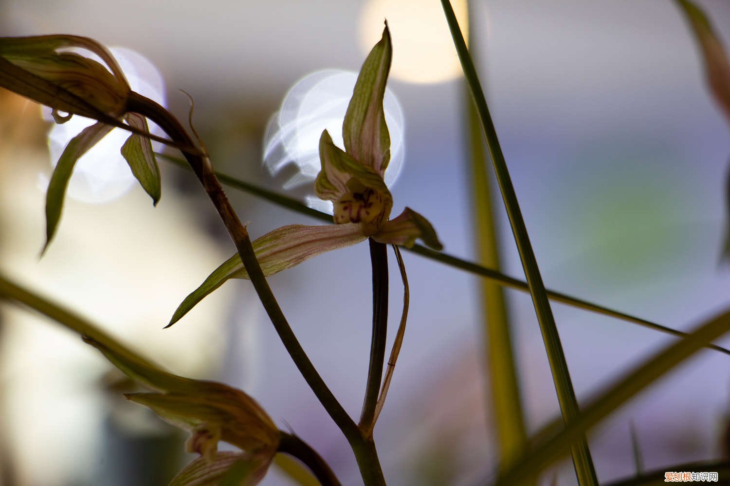 兰花需要分株吗? 兰花可以分株养吗，分株要注意什么