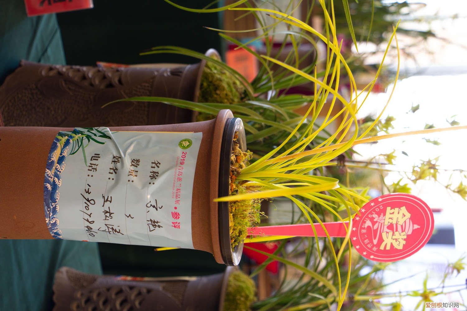 兰花需要分株吗? 兰花可以分株养吗，分株要注意什么