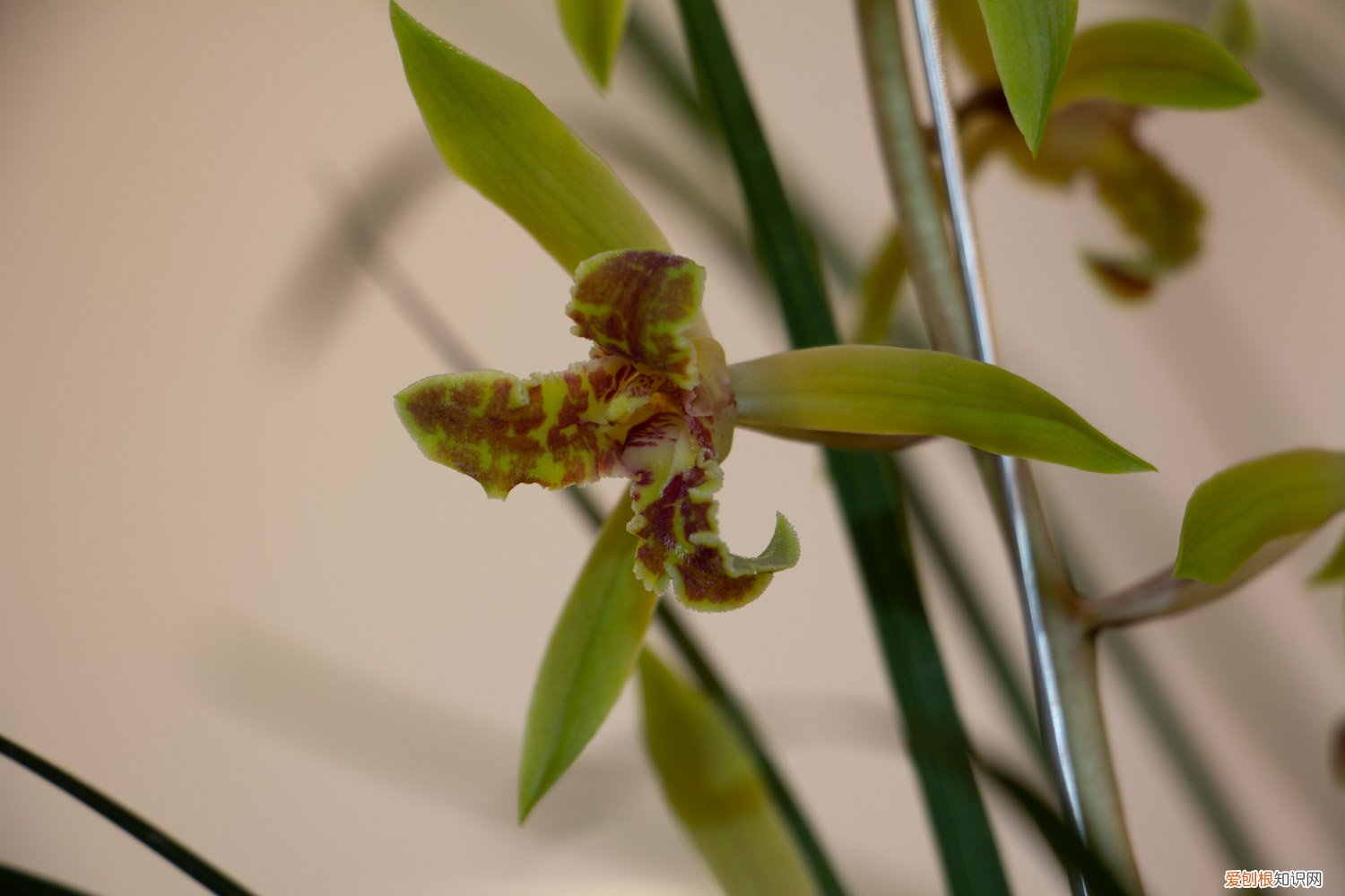 兰花需要分株吗? 兰花可以分株养吗，分株要注意什么