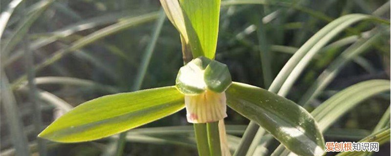 兰花需要分株吗? 兰花可以分株养吗，分株要注意什么