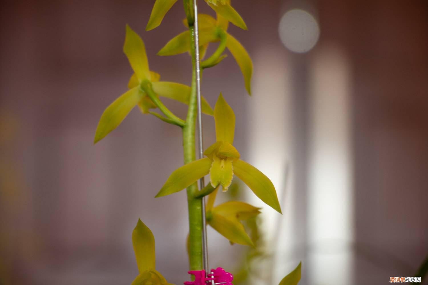 兰花什么时候适合分株 兰花什么时候分株最好，怎么分株