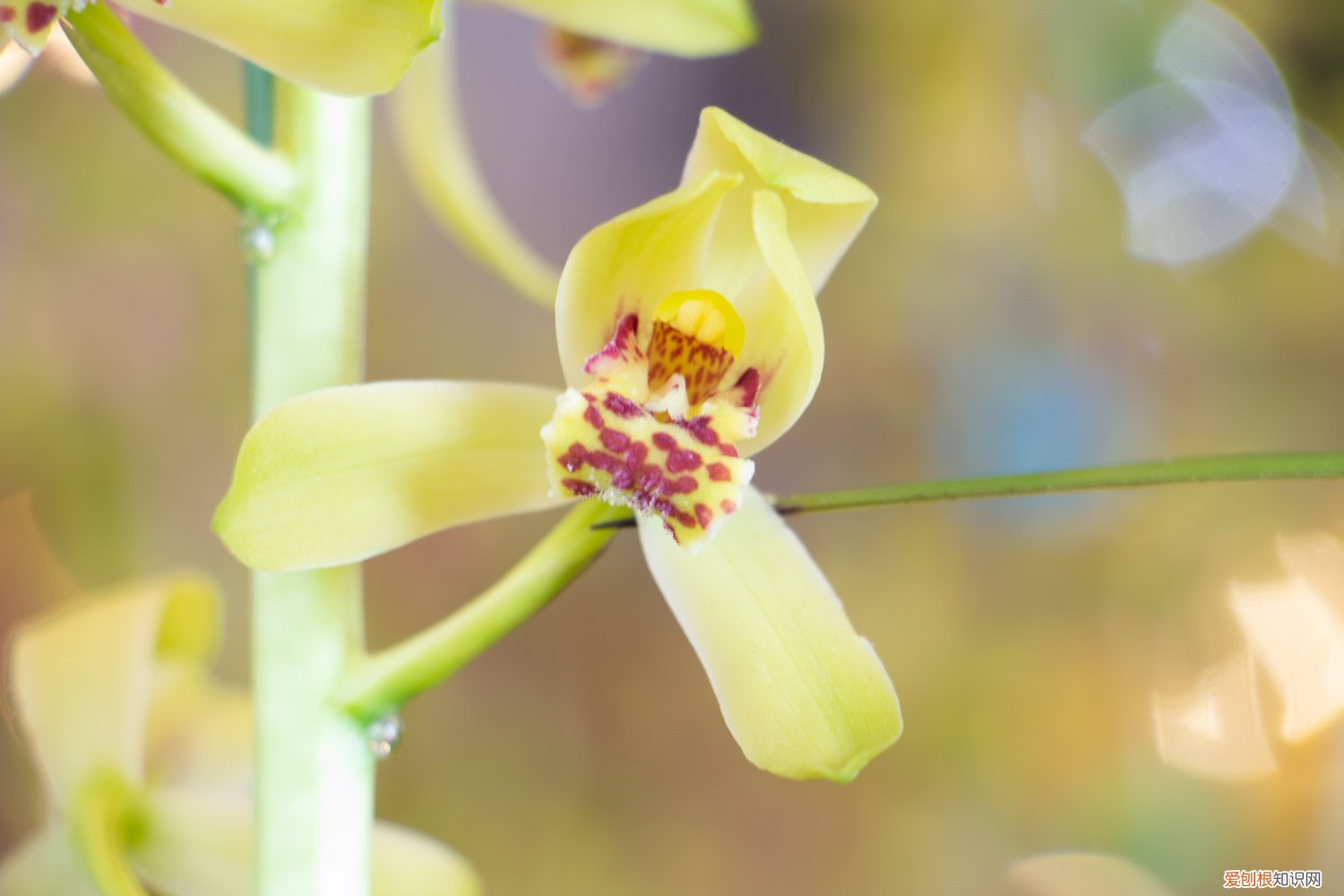 兰花什么时候适合分株 兰花什么时候分株最好，怎么分株