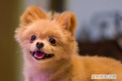 博美生气有什么表现 博美生气的表现