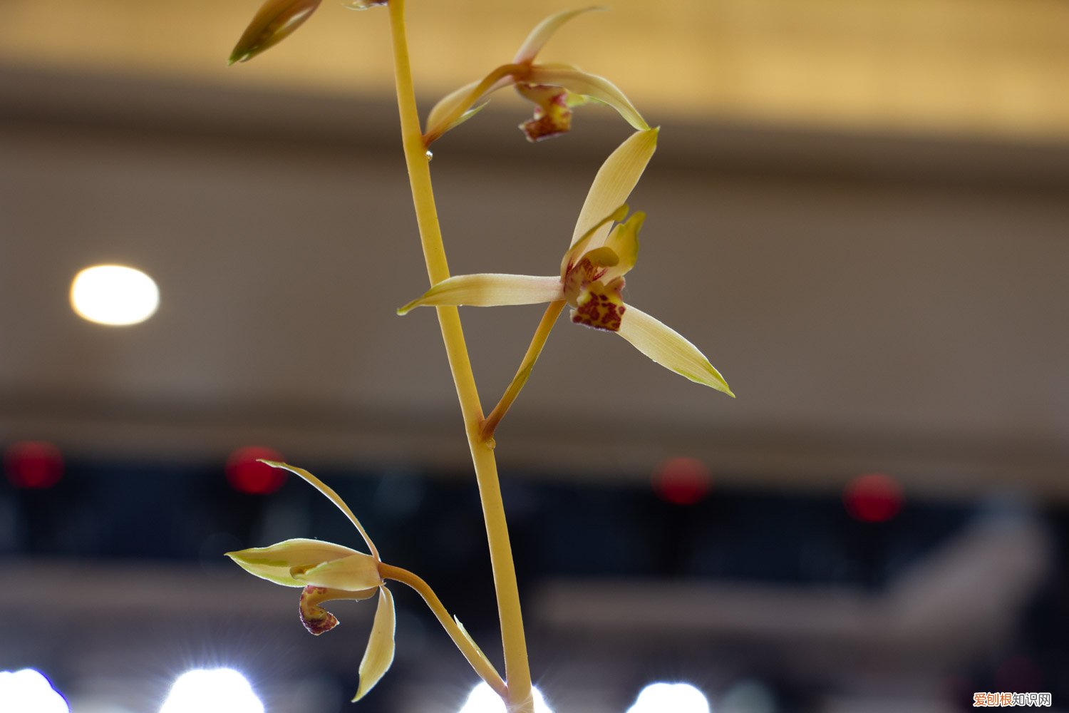 兰花什么时间可以换盆 兰花什么时候换盆好，怎么换盆