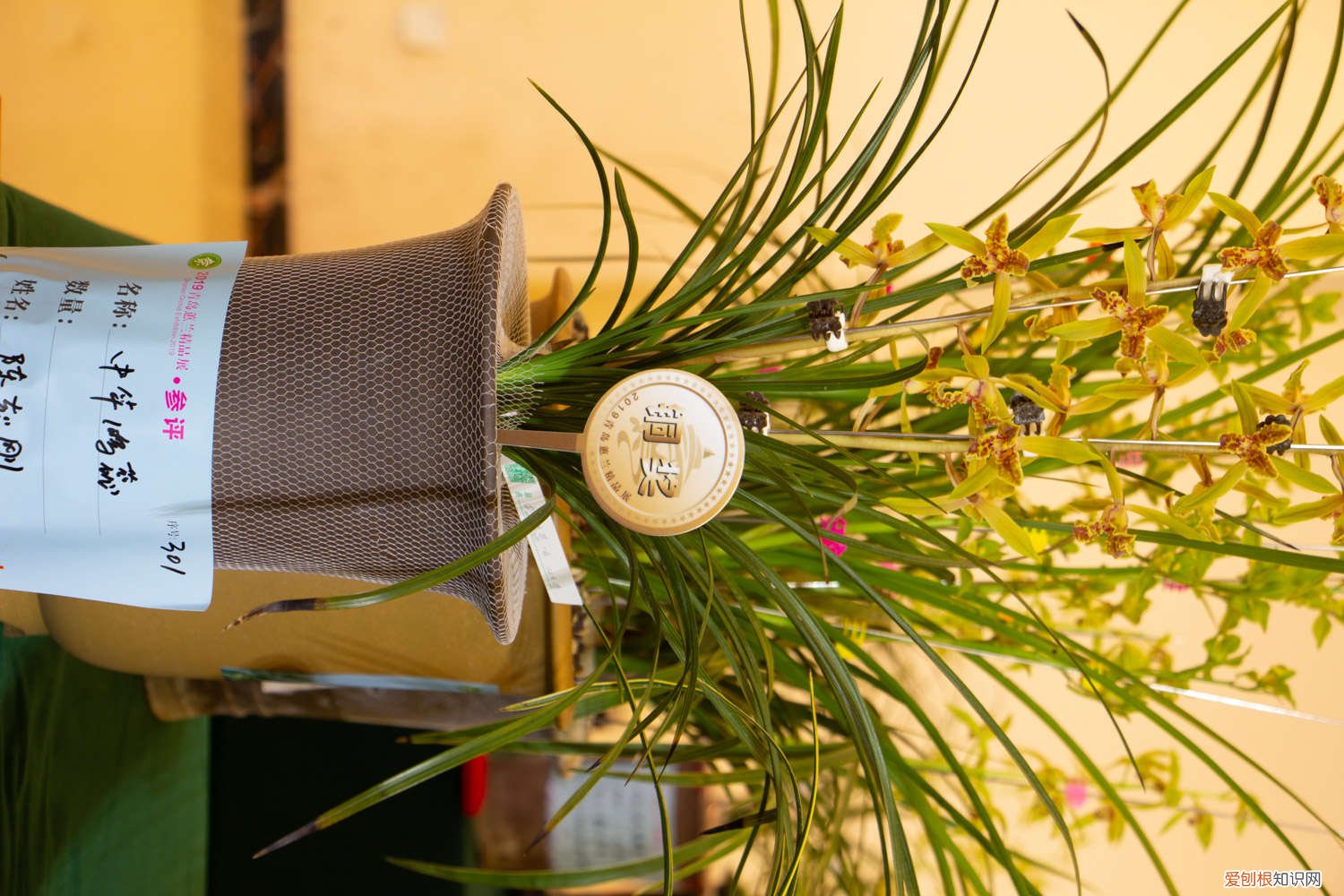 兰花什么时间可以换盆 兰花什么时候换盆好，怎么换盆