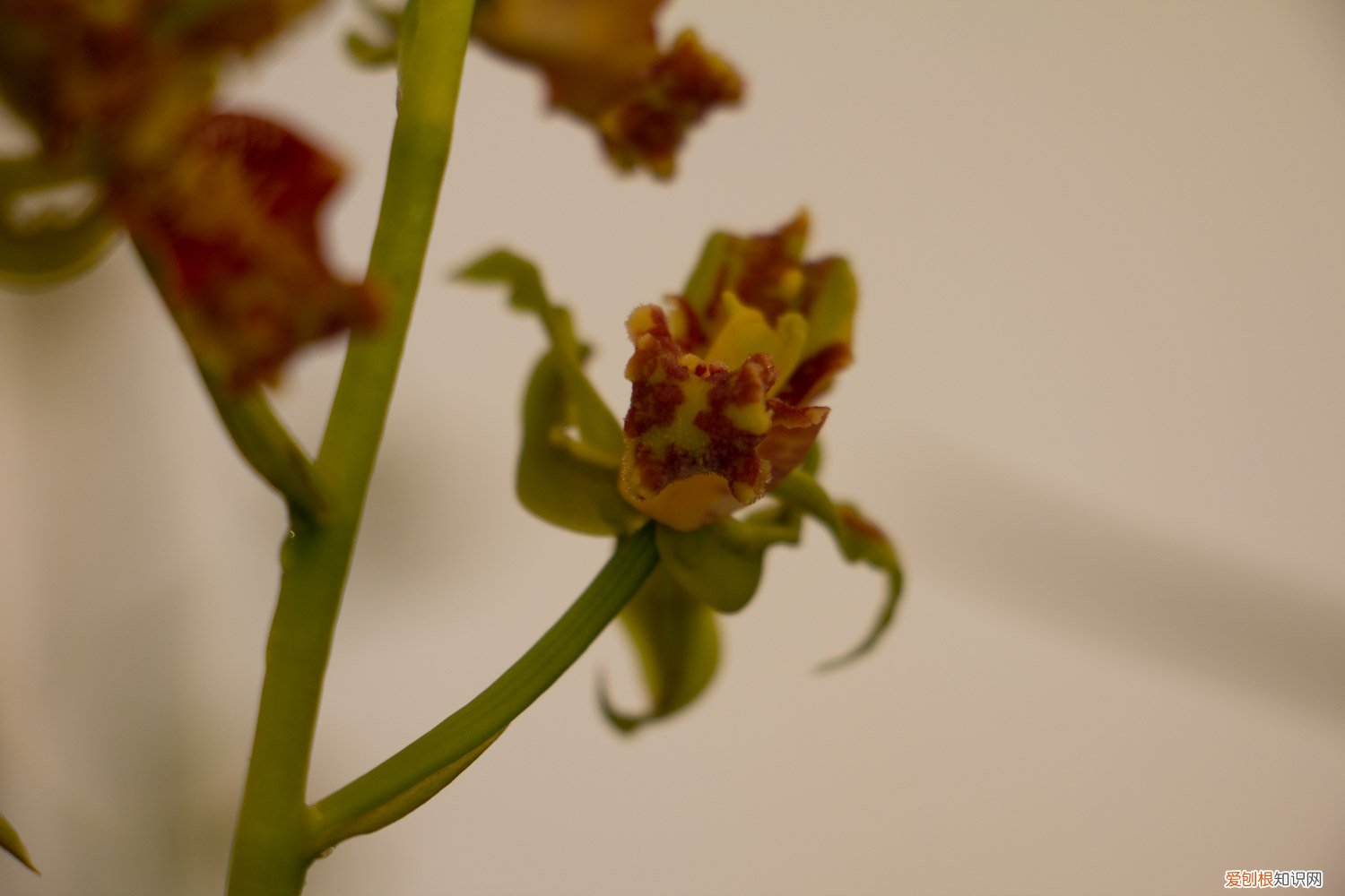 兰花什么时间可以换盆 兰花什么时候换盆好，怎么换盆