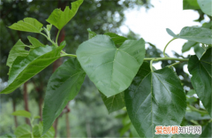 桑叶的功效 桑叶有什么作用