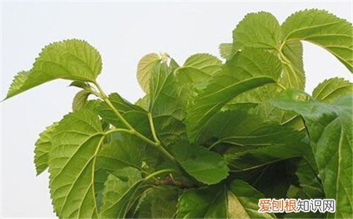 桑叶的功效 桑叶有什么作用