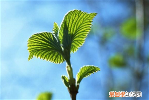 桑叶的功效 桑叶有什么作用