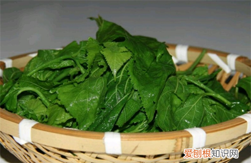 桑叶的功效 桑叶有什么作用