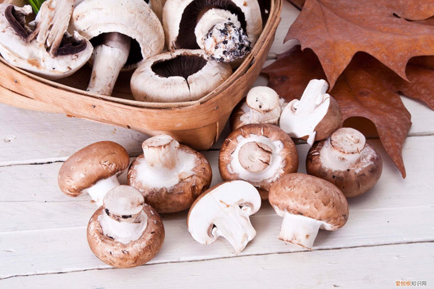 怎么在家种香菇 怎么种香菇呢